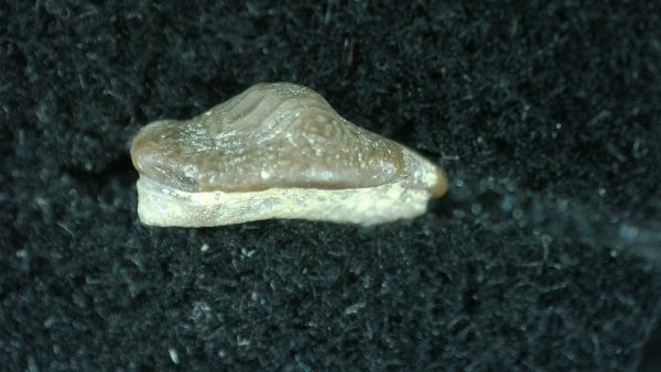Genuine Cretaceous Age Ptychodus Crusher Shark Tooth Fossil for Sale from South Texas #10b