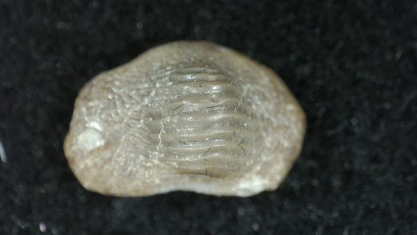 Genuine Cretaceous Age Ptychodus Crusher Shark Tooth Fossil for Sale from South Texas #12