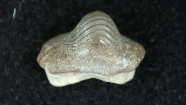 Genuine Cretaceous Age Ptychodus Crusher Shark Tooth Fossil for Sale from South Texas #12a