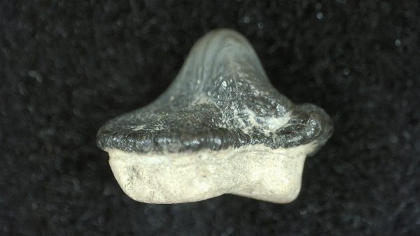 Genuine Cretaceous Age Ptychodus Crusher Shark Tooth Fossil for Sale from South Texas #14a