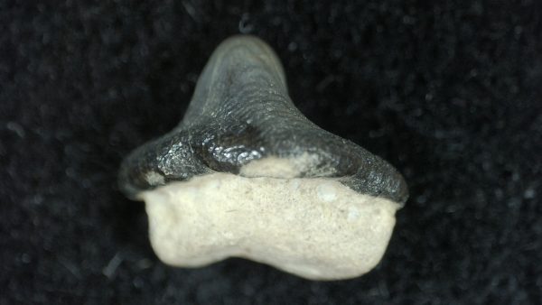 Genuine Cretaceous Age Ptychodus Crusher Shark Tooth Fossil for Sale from South Texas #14b
