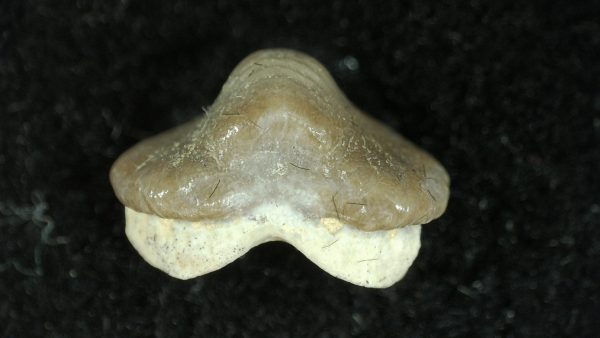 Genuine Cretaceous Age Ptychodus Crusher Shark Tooth Fossil for Sale from South Texas #18a