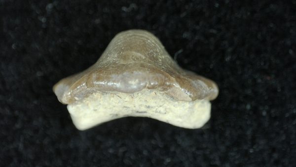 Genuine Cretaceous Age Ptychodus Crusher Shark Tooth Fossil for Sale from South Texas #18b