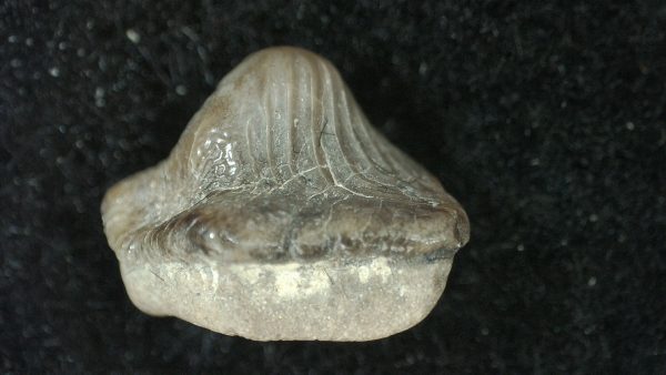 Genuine Cretaceous Age Ptychodus Crusher Shark Tooth Fossil for Sale from South Texas #1a