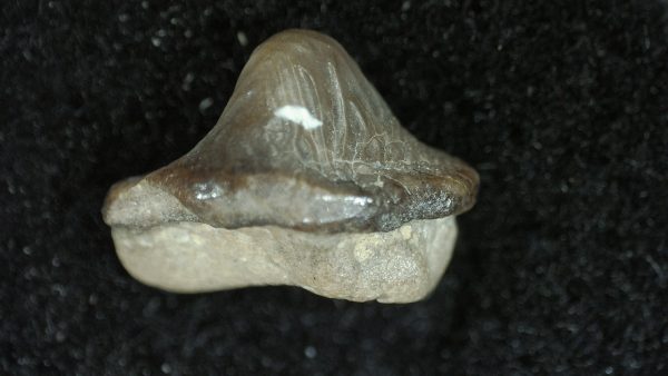 Genuine Cretaceous Age Ptychodus Crusher Shark Tooth Fossil for Sale from South Texas #1b