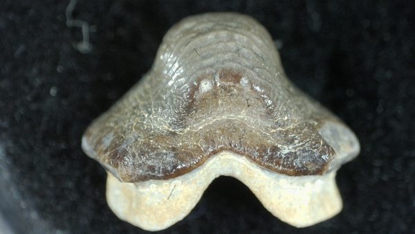 Genuine Cretaceous Age Ptychodus Shark Tooth for sale from Texas #23a