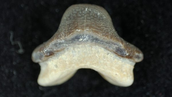Genuine Cretaceous Age Ptychodus Shark Tooth for sale from Texas #23b