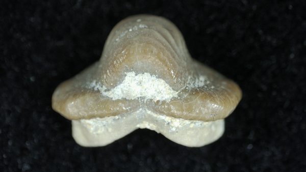 Genuine Cretaceous Age Ptychodus Crusher Shark Tooth Fossil for Sale from South Texas #3a