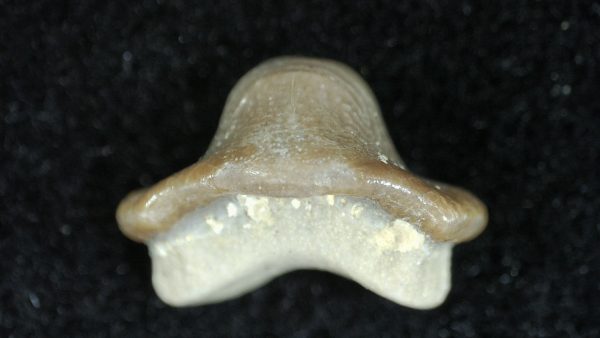 Genuine Cretaceous Age Ptychodus Crusher Shark Tooth Fossil for Sale from South Texas #3b