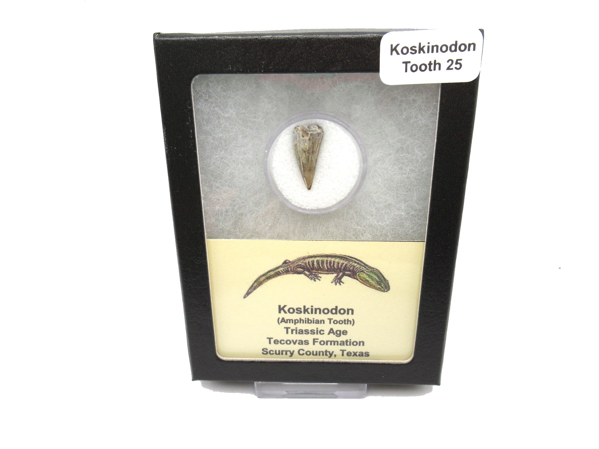 Texas-Triassic-Koskinodon-Amphibian-Tooth-25.jpg | Fossils for Sale Genuine Fossil Triassic Koskinodon Amphibian Tooth from Texas for Sale #25