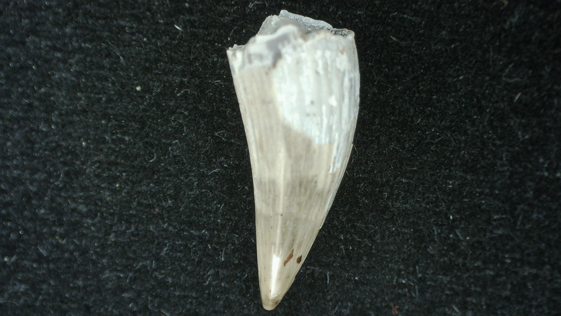 Texas-Triassic-Koskinodon-Amphibian-Tooth-25a.jpg | Fossils for Sale Genuine Fossil Triassic Koskinodon Amphibian Tooth from Texas for Sale #25a