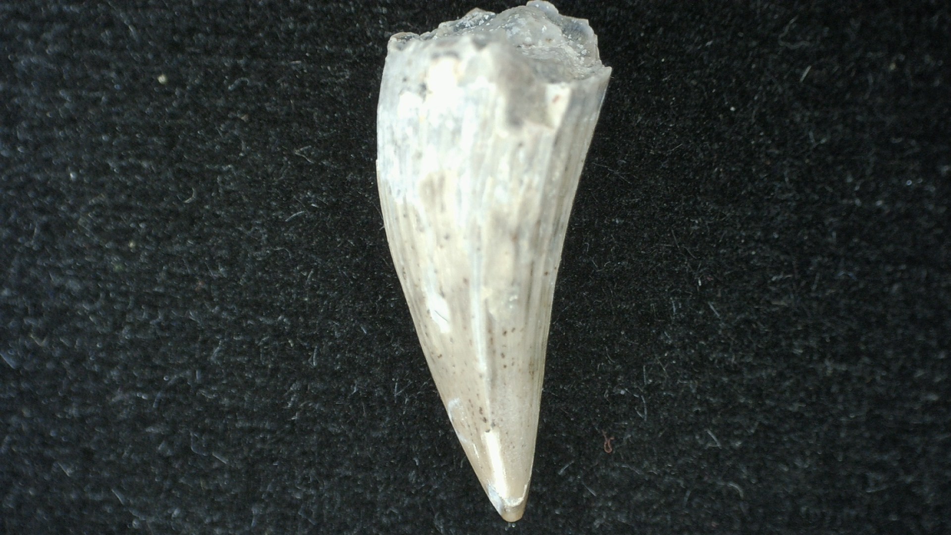 Texas-Triassic-Koskinodon-Amphibian-Tooth-25b.jpg | Fossils for Sale Genuine Fossil Triassic Koskinodon Amphibian Tooth from Texas for Sale #25b