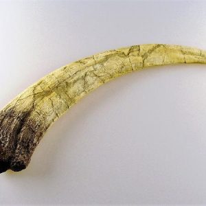 Replica Therizinosaurus Claw For Sale