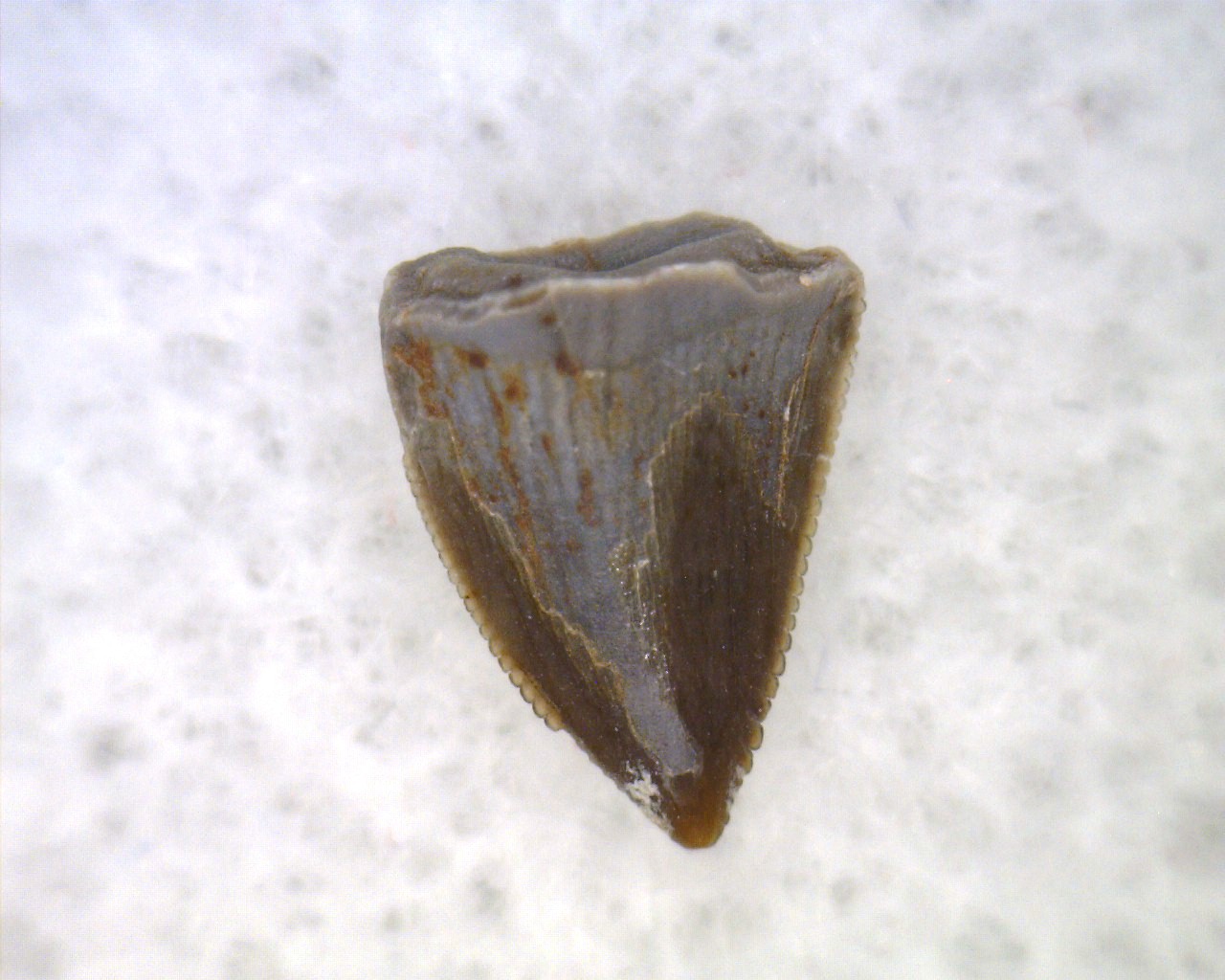 Triassic-Hesperosuchus-Reptile-Tooth-14b.jpg | Fossils for Sale
