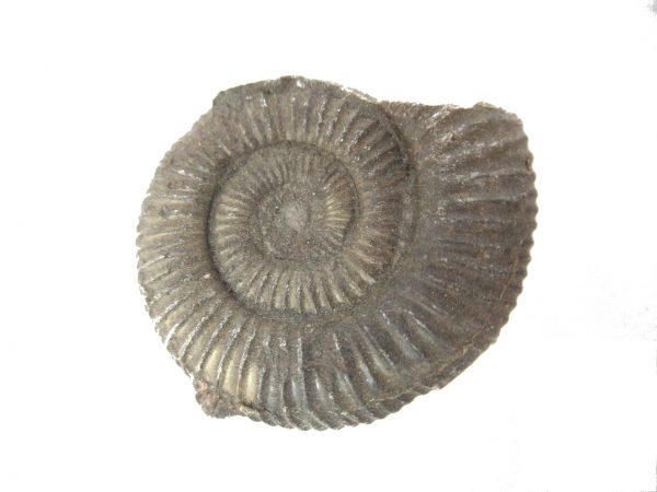 United Kindom Dactylioceras Ammonite #12 - Image 2