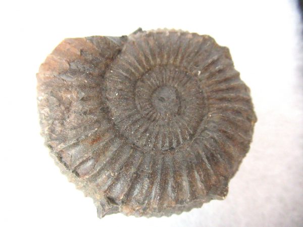 United Kindom Dactylioceras Ammonite #13 - Image 2