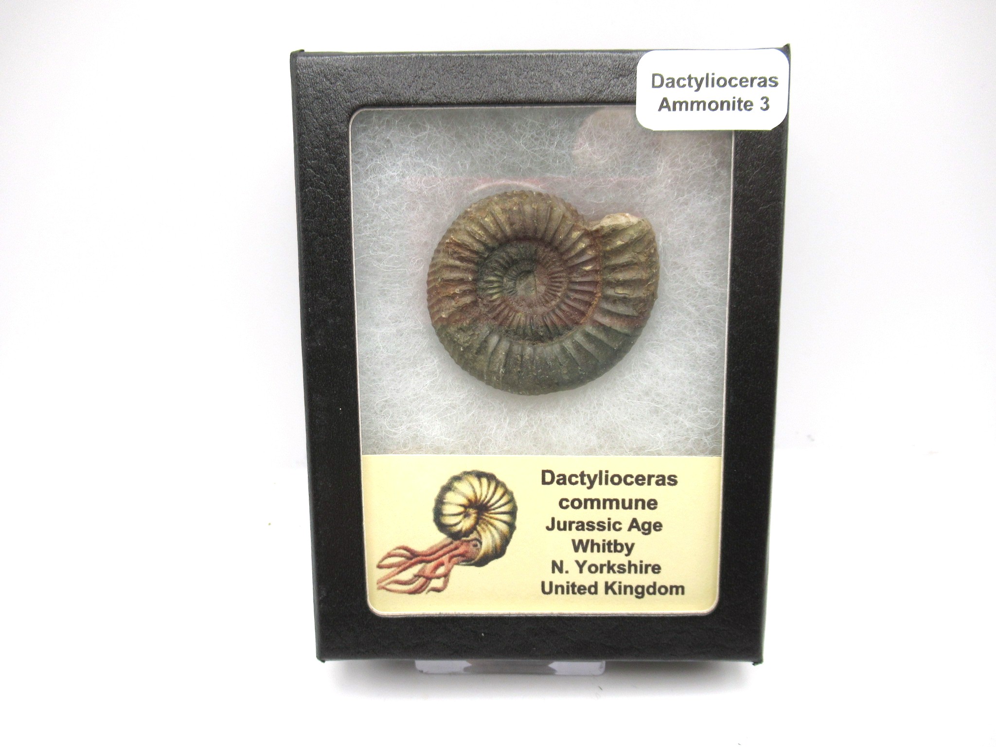 United-Kingdom-Jurassic-Dactylioceras-Ammonite-3-1.jpg | Fossils for Sale