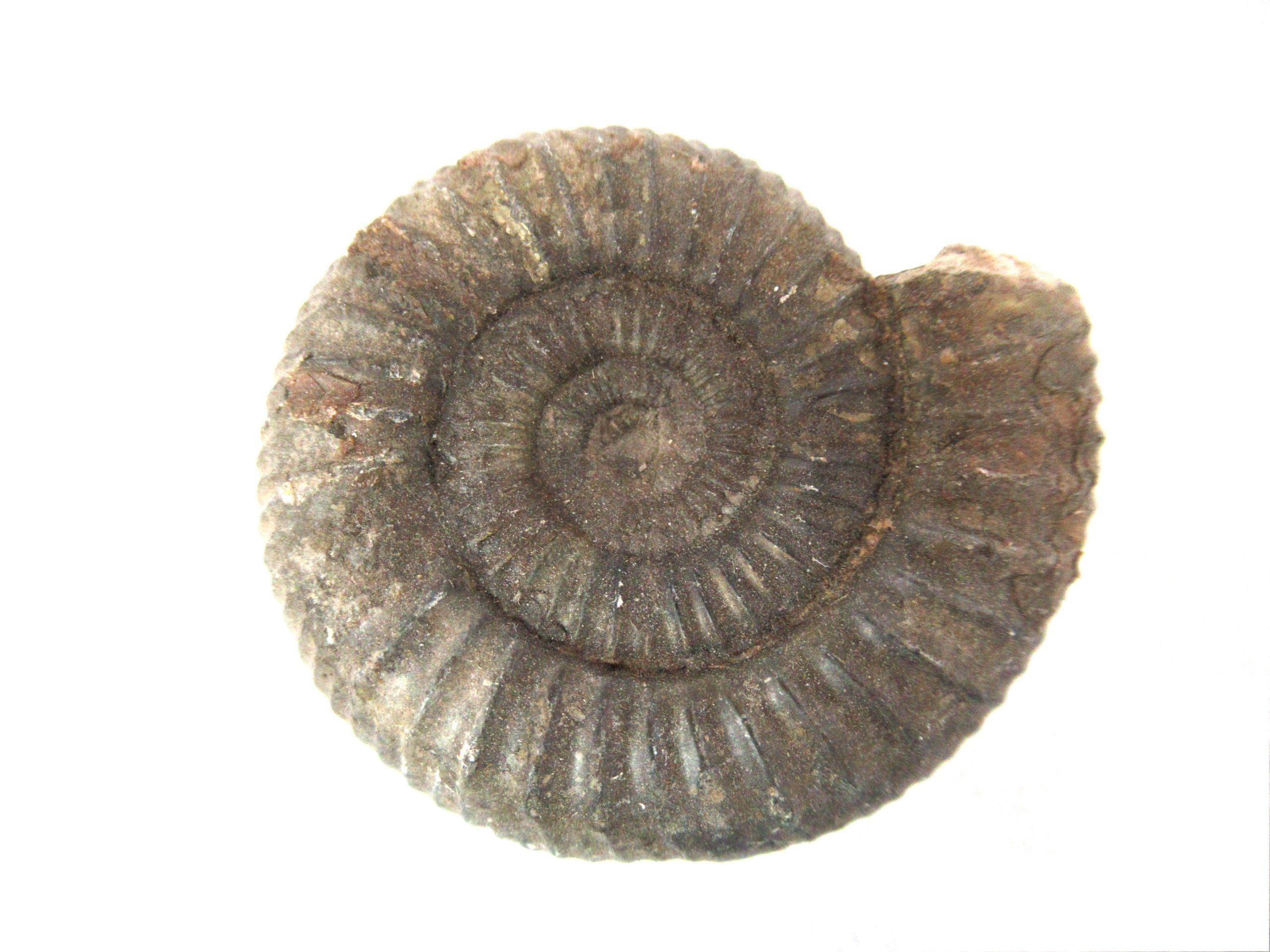 United-Kingdom-Jurassic-Dactylioceras-Ammonite-3a-scaled-1.jpg | Fossils for Sale