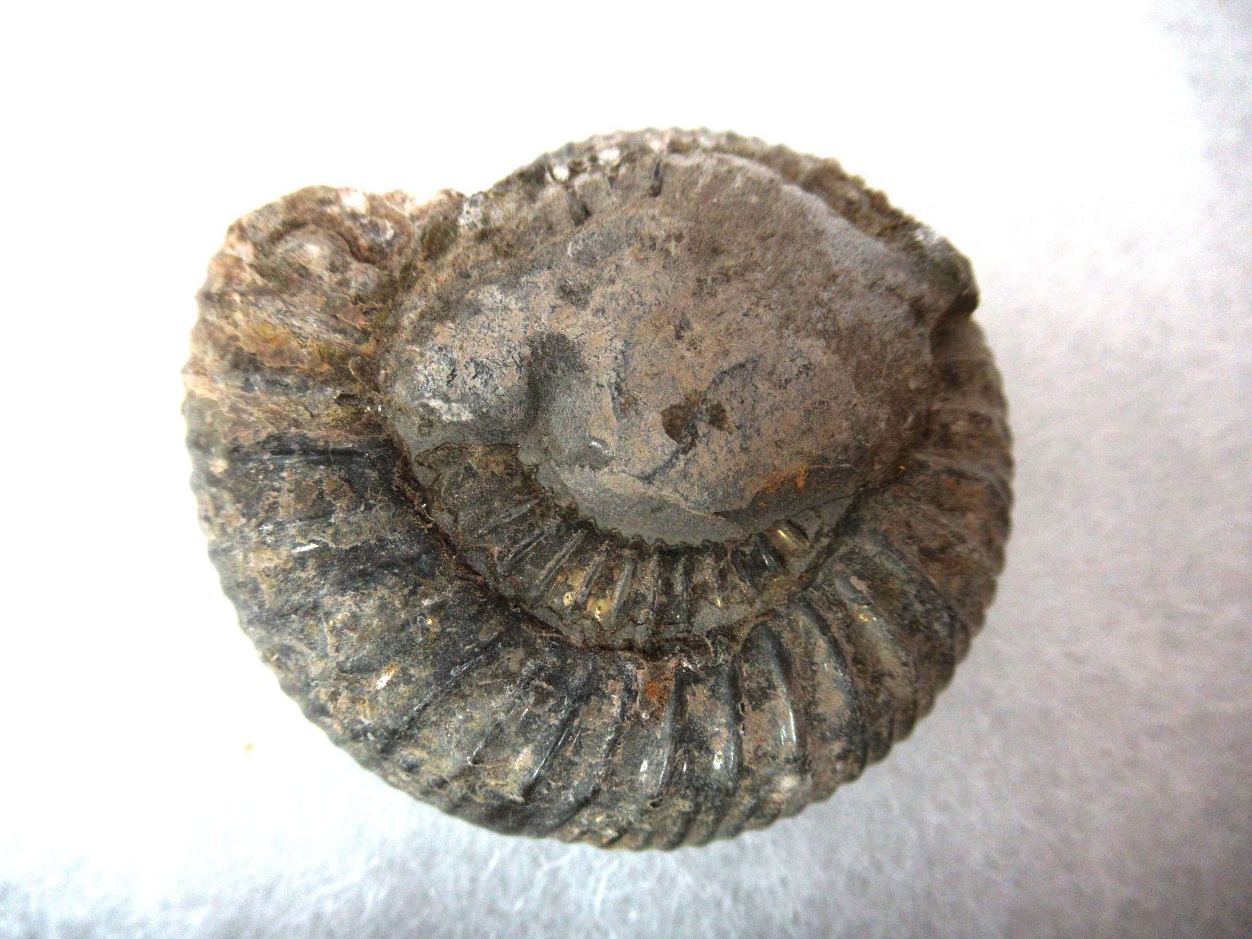 United-Kingdom-Jurassic-Dactylioceras-Ammonite-3b-scaled-1.jpg | Fossils for Sale