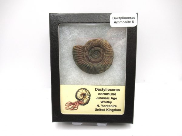 United Kindom Dactylioceras Ammonite #6
