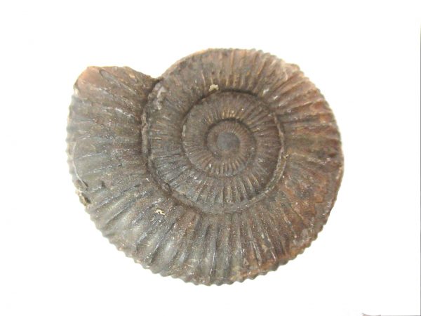 United Kindom Dactylioceras Ammonite #6 - Image 2