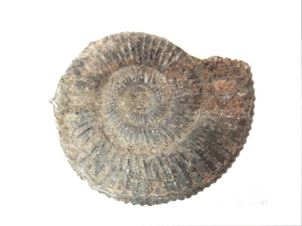 United Kindom Dactylioceras Ammonite #6 - Image 3