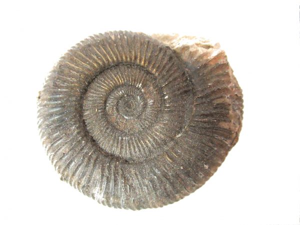 United Kindom Dactylioceras Ammonite #7 - Image 3