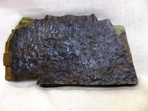 Edicarian Intrites Punctatus #9
