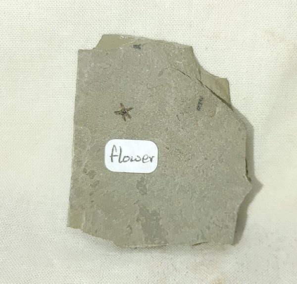 Genuine Eocene Age Utah Flower For Sale #1