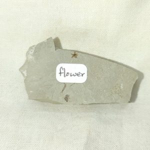 Genuine Eocene Age Utah Flower For Sale #2