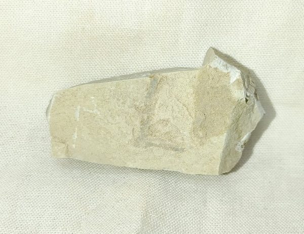 Genuine Eocene Age Utah Flower For Sale #2a