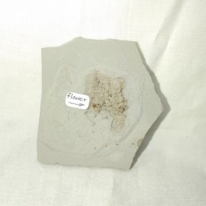 Genuine Eocene Age Utah Flower For Sale #3