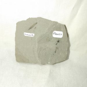 Genuine Eocene Age Utah Flower For Sale #4