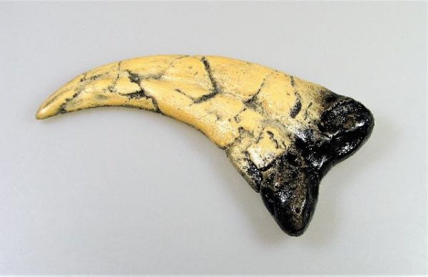 Replica Utahraptor Claw For Sale-2