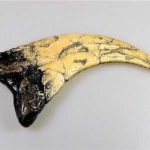 Replica Utahraptor Claw For Sale