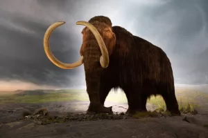 Woolly Mammoth Tooth