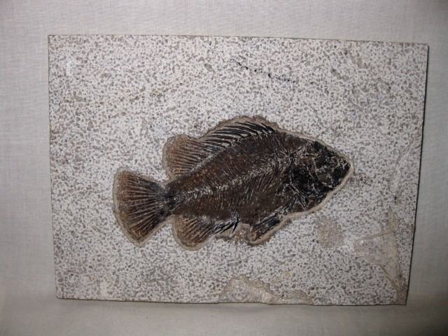 Wyoming-Eocene-Cockerellites-Liops-Fish-1.jpg | Fossils for Sale