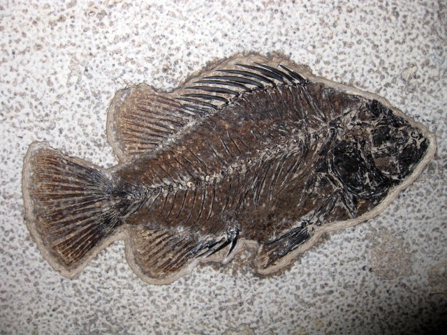 Wyoming-Eocene-Cockerellites-Liops-Fish-1a.jpg | Fossils for Sale