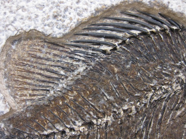 Wyoming-Eocene-Cockerellites-Liops-Fish-1c.jpg | Fossils for Sale