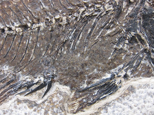 Wyoming-Eocene-Cockerellites-Liops-Fish-1d.jpg | Fossils for Sale
