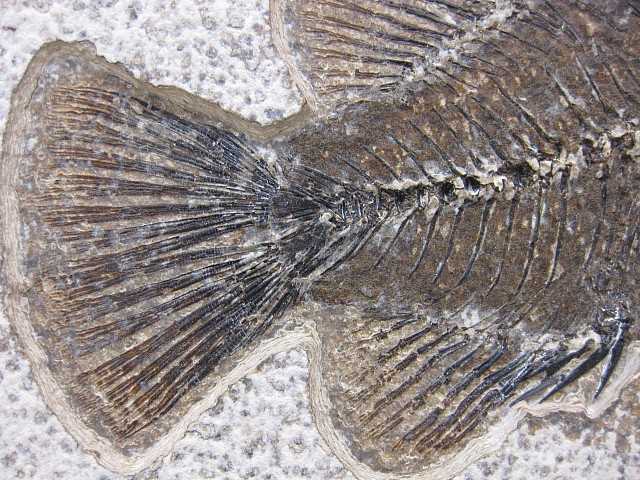 Wyoming-Eocene-Cockerellites-Liops-Fish-1e.jpg | Fossils for Sale