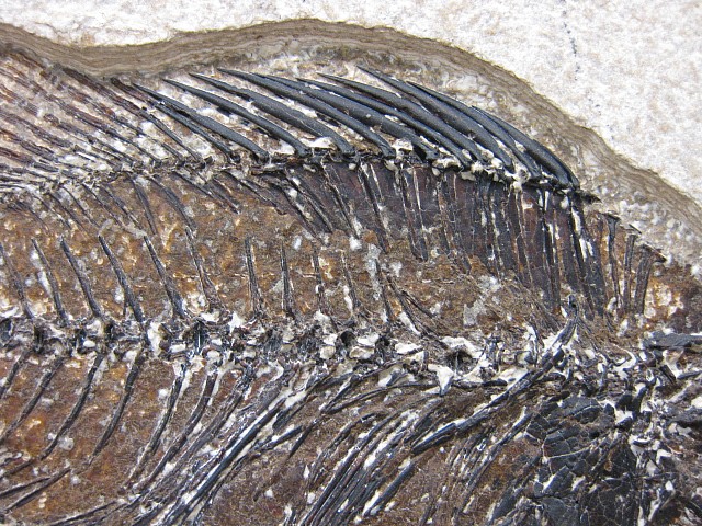 Wyoming-Eocene-Cockerellites-Liops-Fish-3c.jpg | Fossils for Sale