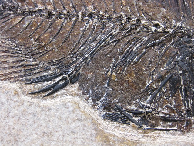 Wyoming-Eocene-Cockerellites-Liops-Fish-3d.jpg | Fossils for Sale