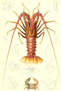 Jurassic Solnhofen Lobster