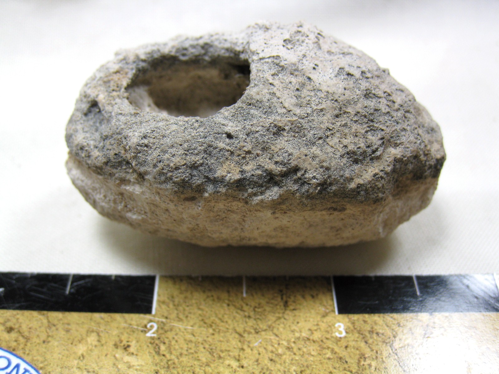 australia-fossil-weevil-cocoon-10.jpg | Fossils for Sale