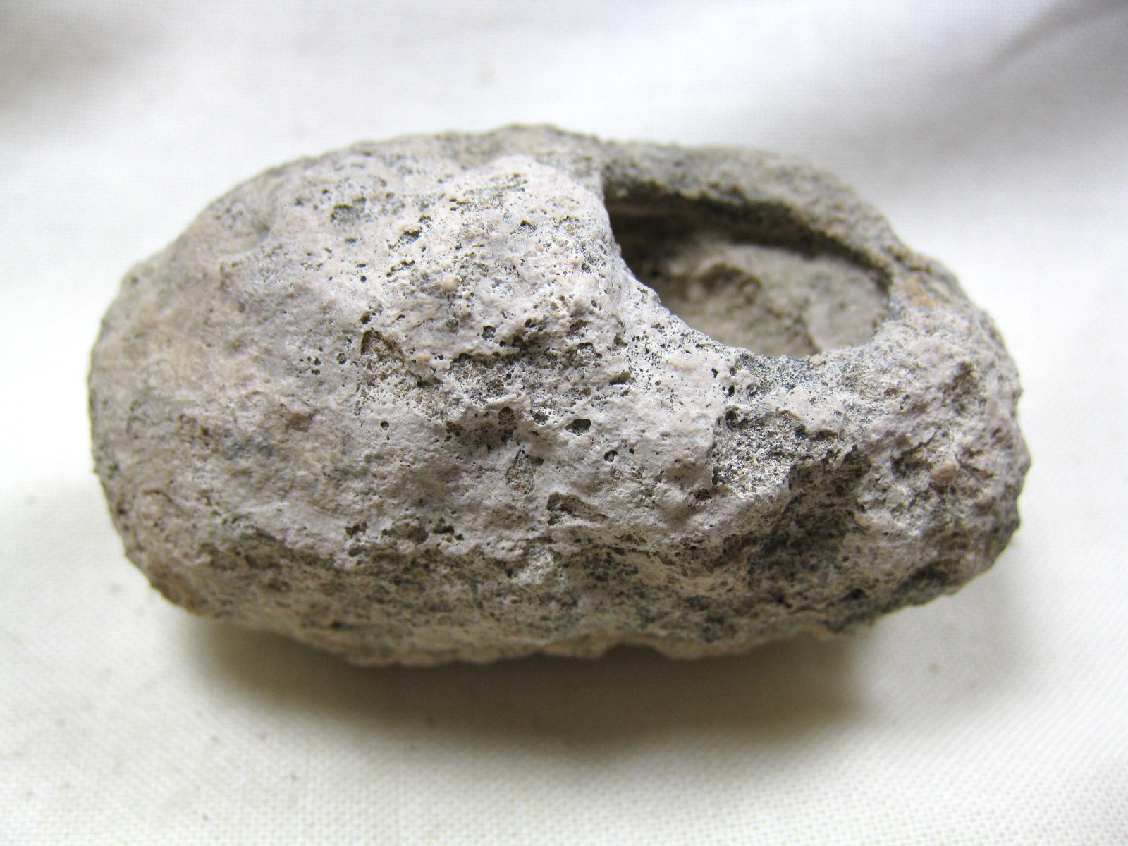 australia-fossil-weevil-cocoon-10b.jpg | Fossils for Sale