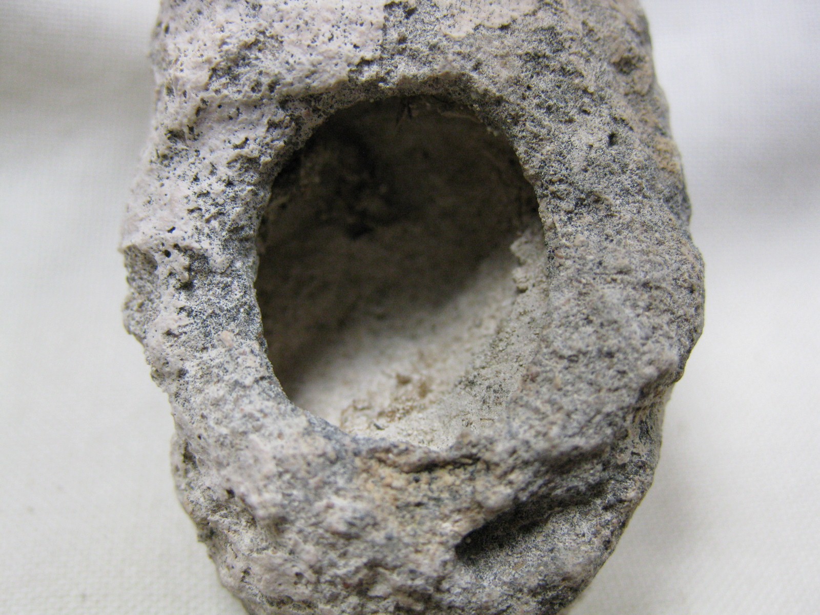 australia-fossil-weevil-cocoon-10c.jpg | Fossils for Sale