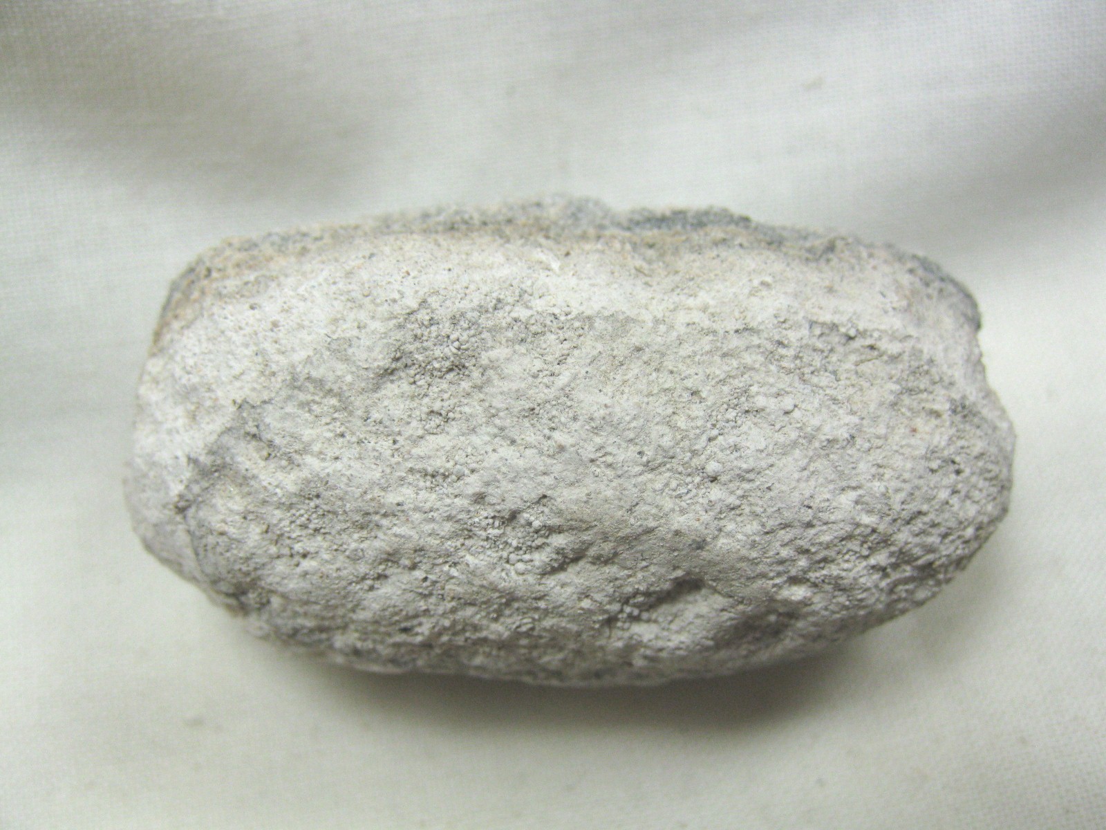 australia-fossil-weevil-cocoon-10d.jpg | Fossils for Sale