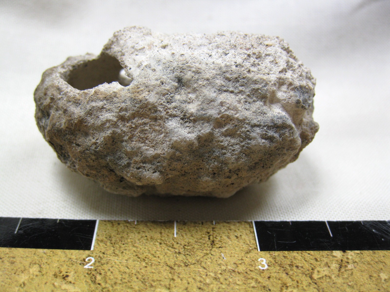 australia-fossil-weevil-cocoon-11.jpg | Fossils for Sale