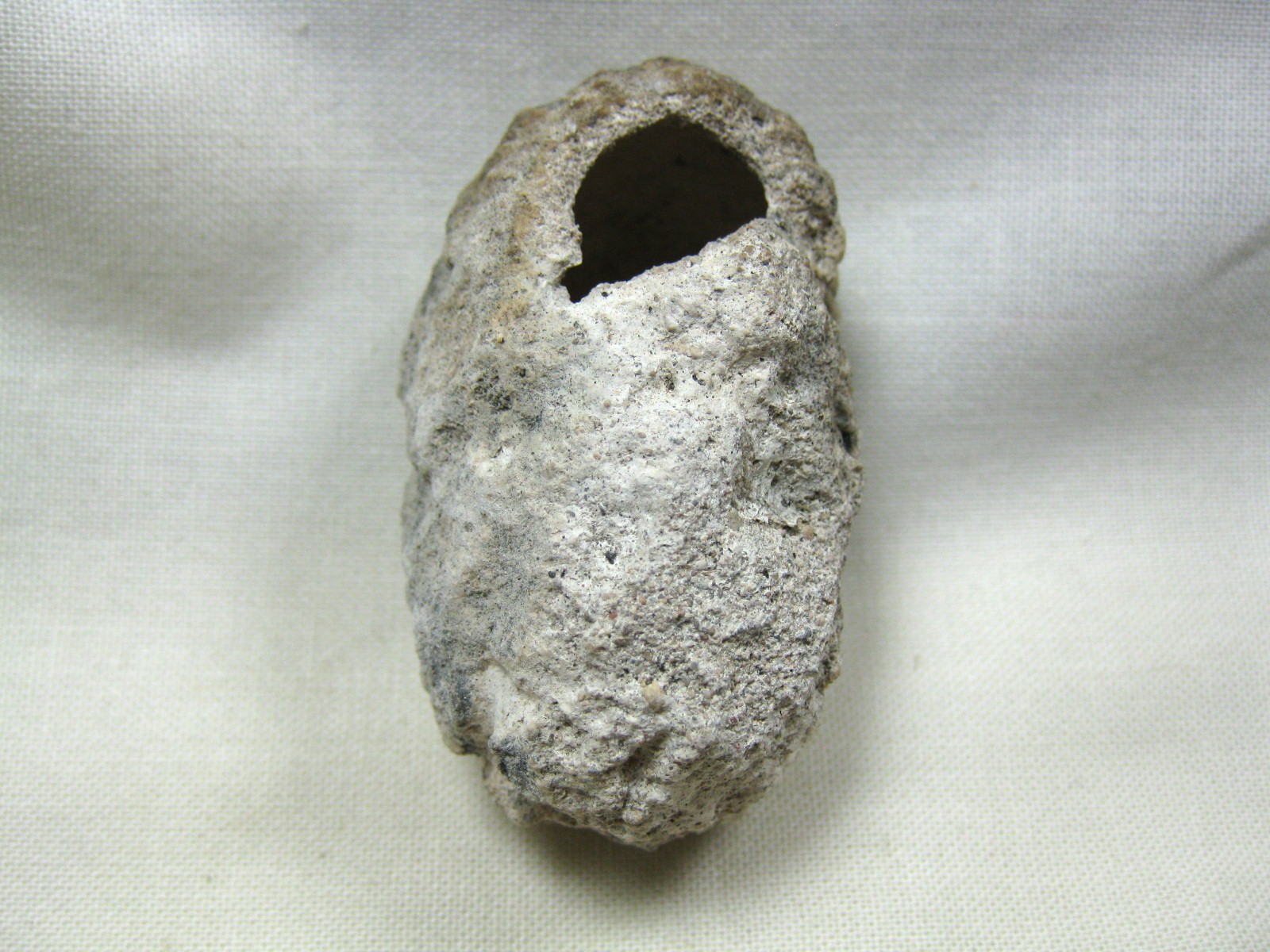 australia-fossil-weevil-cocoon-11a.jpg | Fossils for Sale